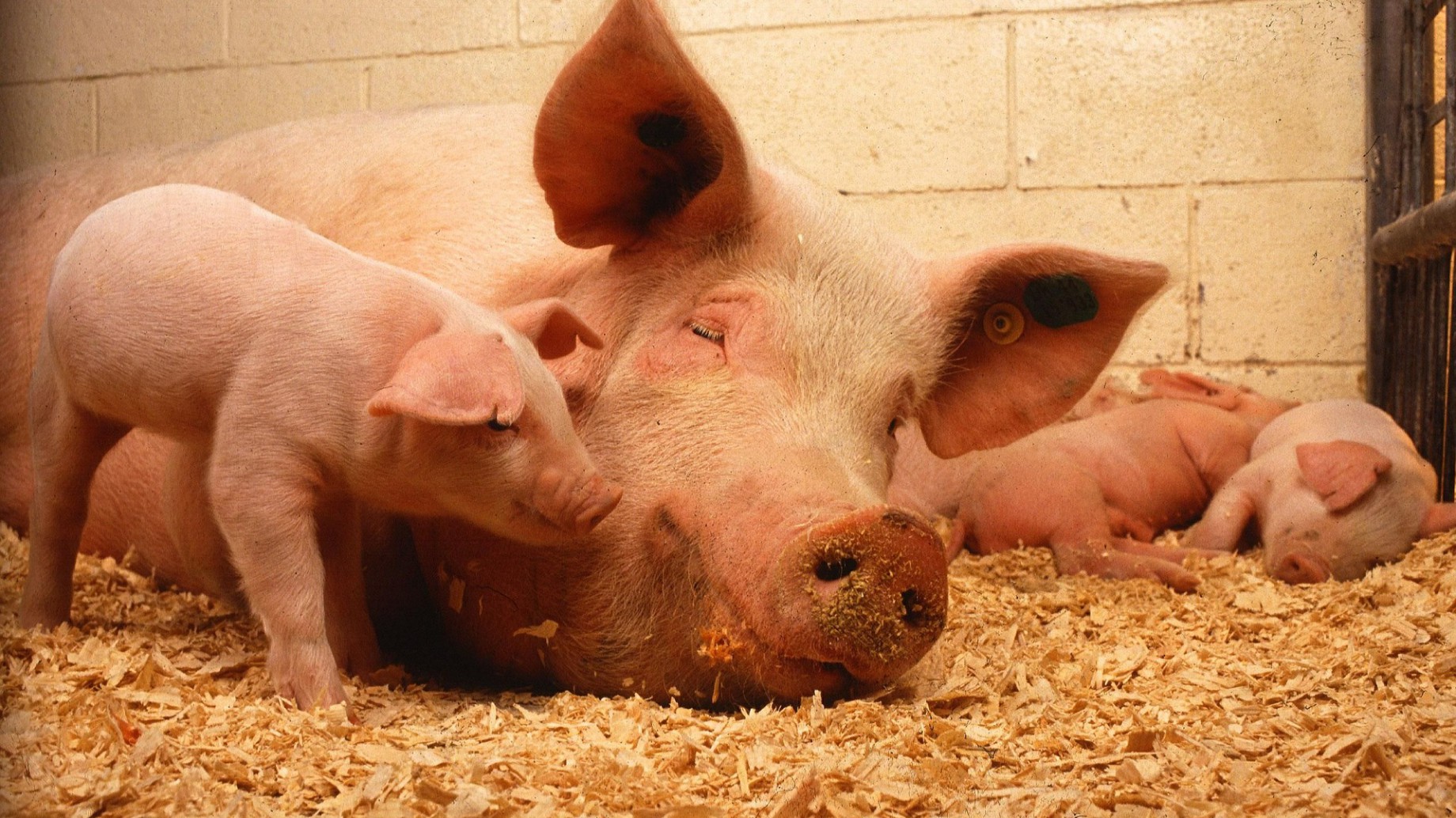 Los animalistas hablaron, y Europa quedó a un paso de prohibir la crianza de animales en jaulas